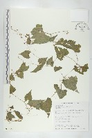 黑果馬交兒藏品圖，第1張