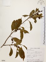 鼠刺藏品圖，第1張