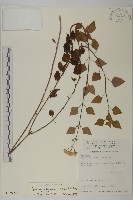 假藿香薊藏品圖，第1張