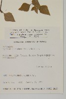 假藿香薊藏品圖，第2張