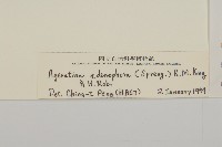 假藿香薊藏品圖，第3張