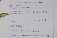 布朗藤藏品圖，第2張