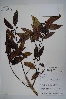 松田氏冬青藏品圖，第1張