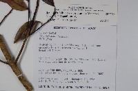 松田氏冬青藏品圖，第2張