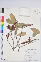 粗糠柴藏品圖，第1張