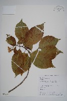 恆春厚殼樹藏品圖，第1張