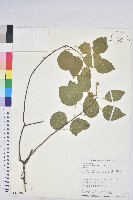 扛香藤藏品圖，第1張