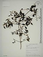 威靈仙藏品圖，第1張