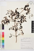 威靈仙藏品圖，第2張