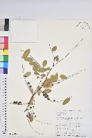 白飯樹藏品圖，第1張