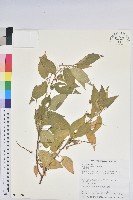 恆春鐵莧藏品圖，第1張