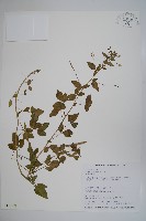 平伏莖白花菜、成功白花菜藏品圖，第1張