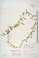 戟葉菜欒藤藏品圖，第1張