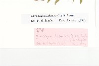 戟葉菜欒藤藏品圖，第3張