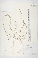 土丁桂藏品圖，第1張