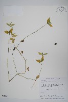 蘆利草藏品圖，第1張