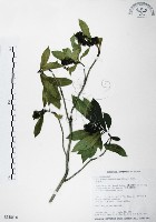 七里香、台灣海桐藏品圖，第1張