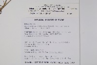 伏毛天芹菜藏品圖，第2張