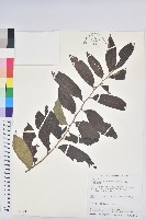 菲律賓饅頭果藏品圖，第1張
