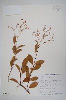 酸藤藏品圖，第1張