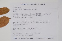 酸藤藏品圖，第2張