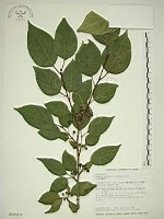 中原氏鼠李藏品圖，第1張