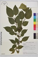 中原氏鼠李藏品圖，第2張