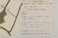 大葉南蛇藤藏品圖，第5張