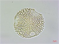 大葉南蛇藤藏品圖，第1張