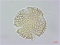 大葉南蛇藤藏品圖，第2張