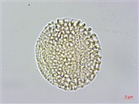 大葉南蛇藤藏品圖，第3張