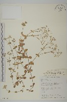 簇生卷耳藏品圖，第1張