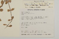 簇生卷耳藏品圖，第2張