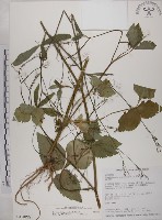 鴨兒芹藏品圖，第1張