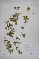 平伏莖白花菜、成功白花菜藏品圖，第1張