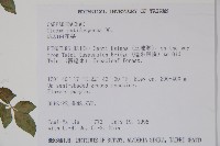 平伏莖白花菜、成功白花菜藏品圖，第2張