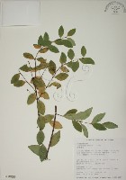 南嶺蕘花藏品圖，第1張