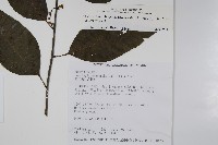 多子漿果莧藏品圖，第2張