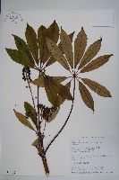 臺灣鵝掌柴藏品圖，第1張