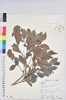 細葉饅頭果藏品圖，第1張