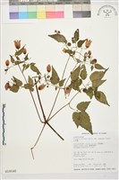 小木通藏品圖，第1張