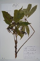 臺灣鵝掌柴藏品圖，第1張