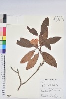 森氏杜鵑、森氏滿江紅藏品圖，第1張