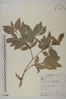 福建賽衛矛、福建假衛矛藏品圖，第1張