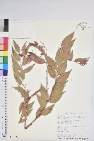 白珠樹藏品圖，第1張