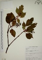 昆欄樹藏品圖，第1張