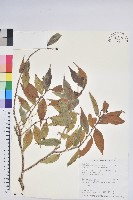 珍珠花、長尾葉越橘藏品圖，第1張