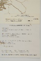 玉山抱莖籟簫藏品圖，第2張