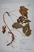 水鴨腳藏品圖，第1張