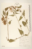 蔓黃菀藏品圖，第1張